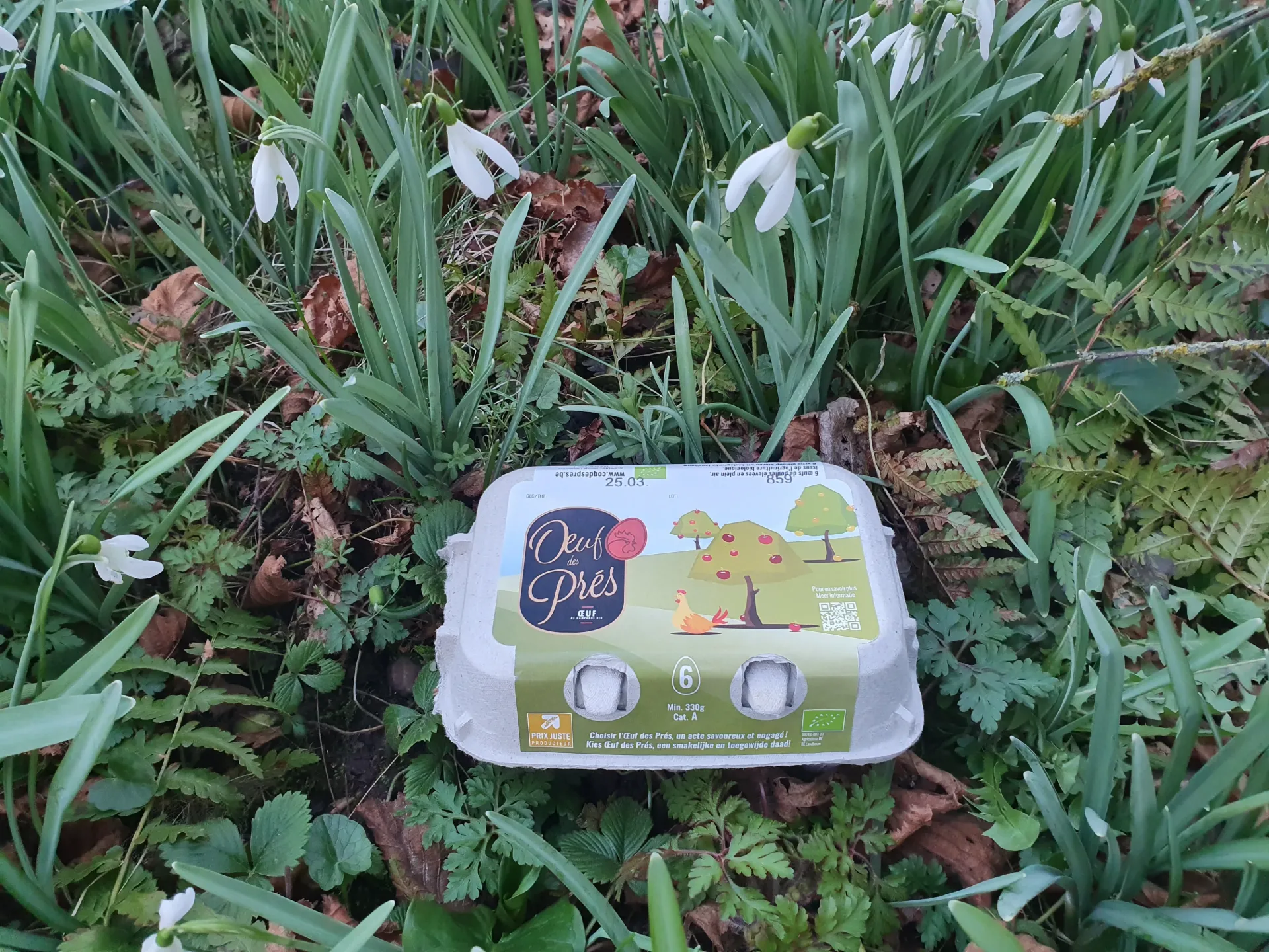 Oeufs des Prés bio M-L / Boîte de 6